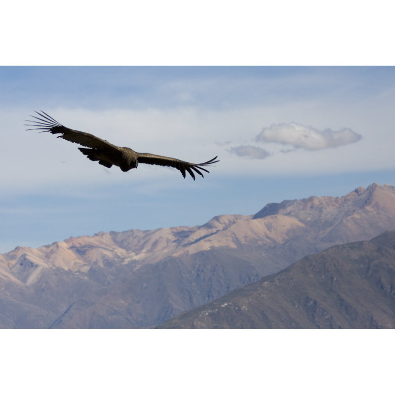 Condor in Pérou par Ellym - photographie sur toile tendue, L 12 po x H 8 po