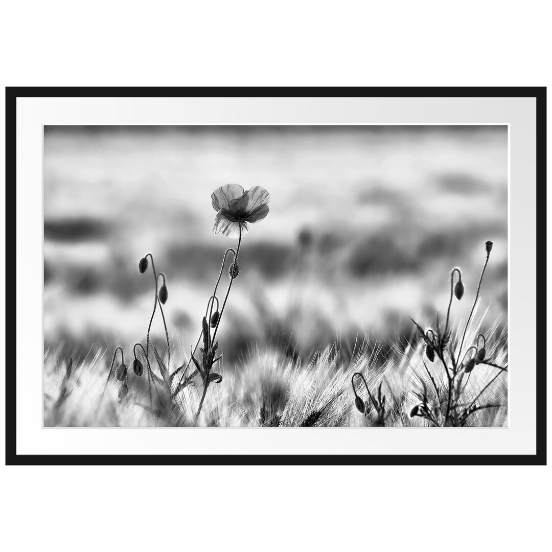 Gerahmter Fotodruck Tulips in a Field