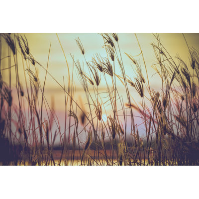 Fleur sauvage - photographie sur toile tendue