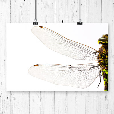 Dragonfly Insect - Frameless Print
