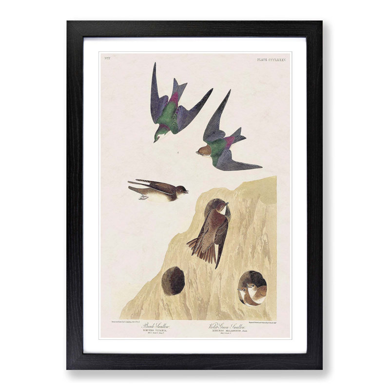 Swallow Birds by John James Audubon - Framed Print, 48cm H x 36cm W x 2cm D, Black Framed