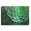 «Succulents IV» par Dennis Frates-622793534