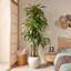 Arbre Dracaena de 8 pi Adcock-122512140