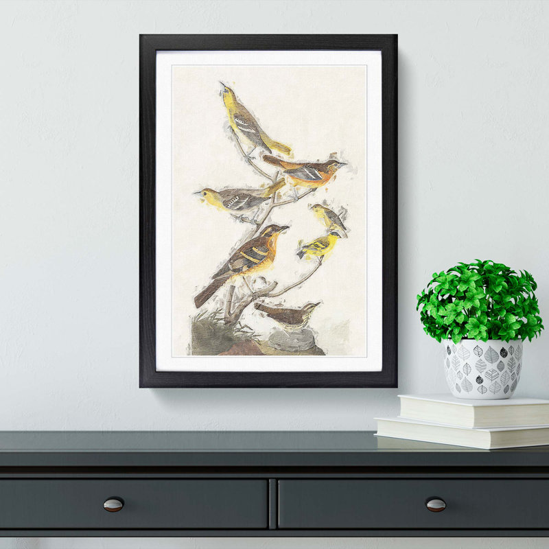 A Collection of Birds by John Audubon - Framed Print, 63cm H x 45cm W x 2cm D, Black Framed
