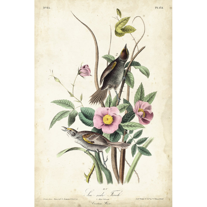 Seaside Finch by John Audubon - Painting, 91cm H x 61cm W, Black Floater Framed