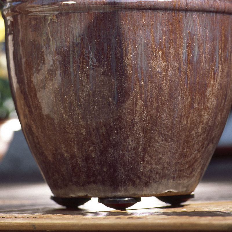 Soucoupe, Cacao