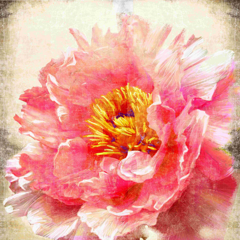 Pivoine - peinture sur toile tendue, H 36 po x l 36 po