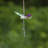 Assorted Three Tone Hanging Acrylic 3-Piece Dragonfly Chain Ornaments (Set of 6)