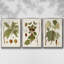 Gould Tropical Birds IV 3 pièces-97795469-97795470