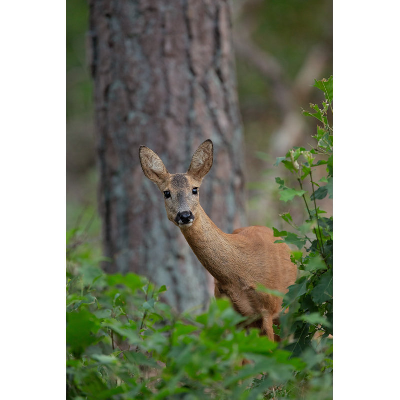 Gaylene Wild Roe Deer - Wrapped Canvas Print, 122cm H x 81cm W 3.8cm D