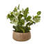 Hellebore Plant In Taupe Pot-11933141-11933139
