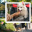 Foldable Pet Pet Stroller