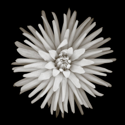 Monochrome Cactus Dahlia by Ogphoto