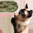 Siegfried Multi-Level Cat Tree-1738753540