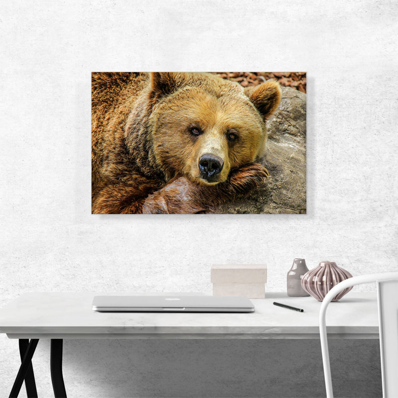 «Grizzly Bear on Rock Zoo Decor», reproduction de photo sur toile tendue, H 18 po x l 26 po x P 0,75 po