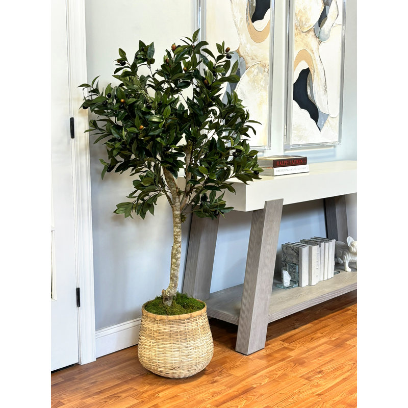 Olive en pot de ciment enveloppé de bambou