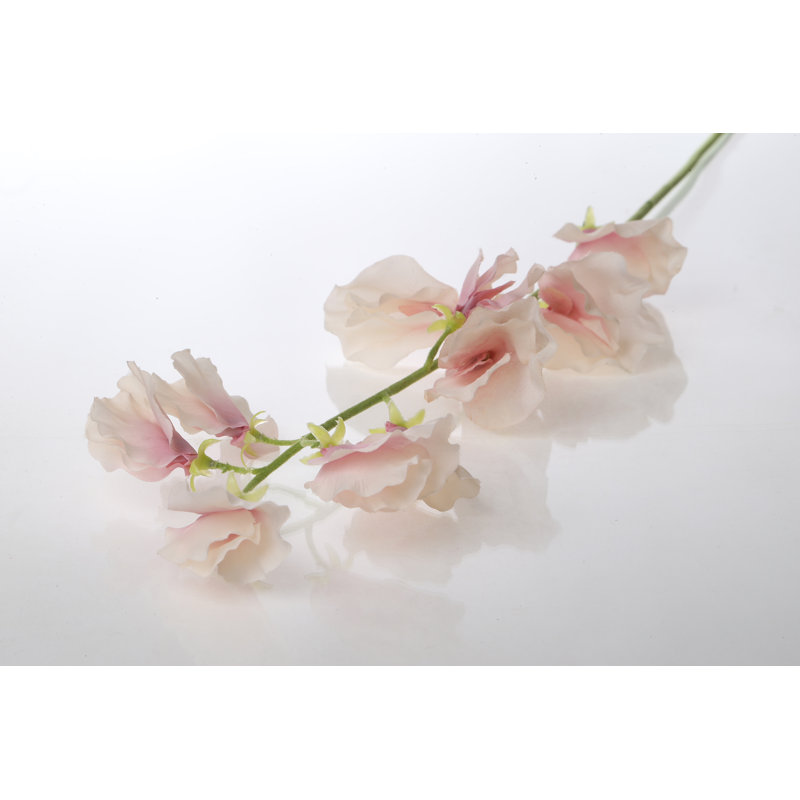 Sweet Pea, Pale Pink