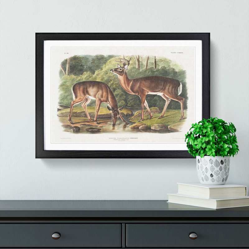 Two Deers by J.W. Audubon - Framed Print, 27cm H x 36cm W x 2cm D, Black Framed