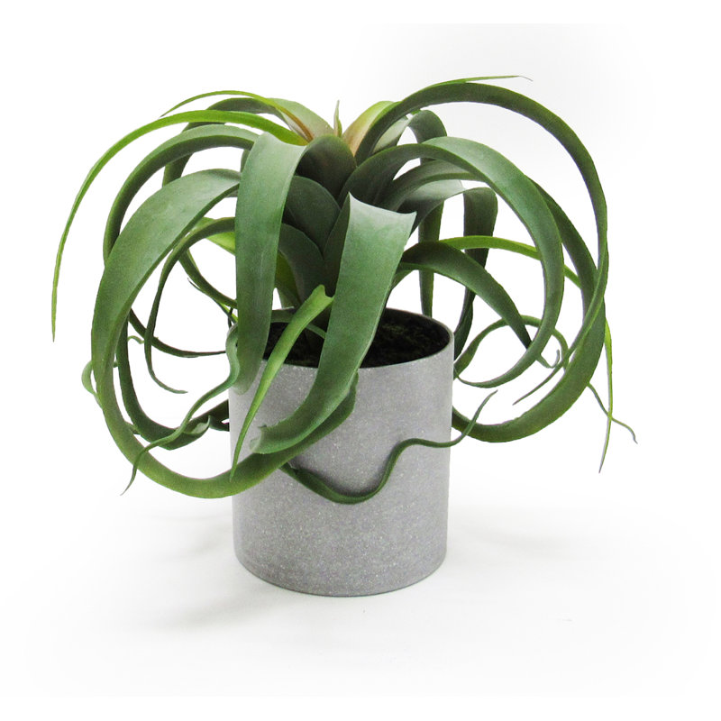 Plante grasse artificielle en pot 9 po Tillandsia