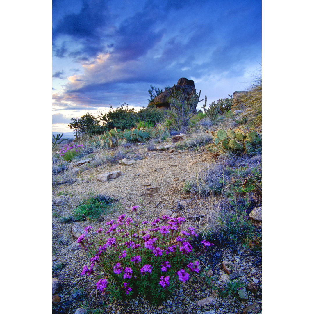 Landschaft Wüste Wildblume Sonnenuntergang Himmel von Amygdala_imagery - Wrapped Canvas Art Prints