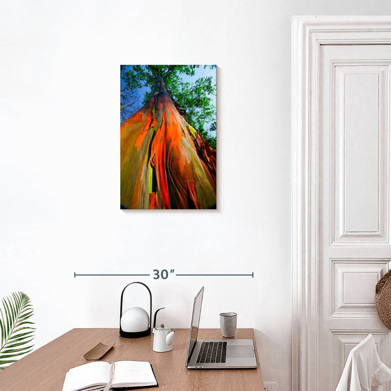 Eucalyptus arc-en-ciel, H 24 po x l 16 po