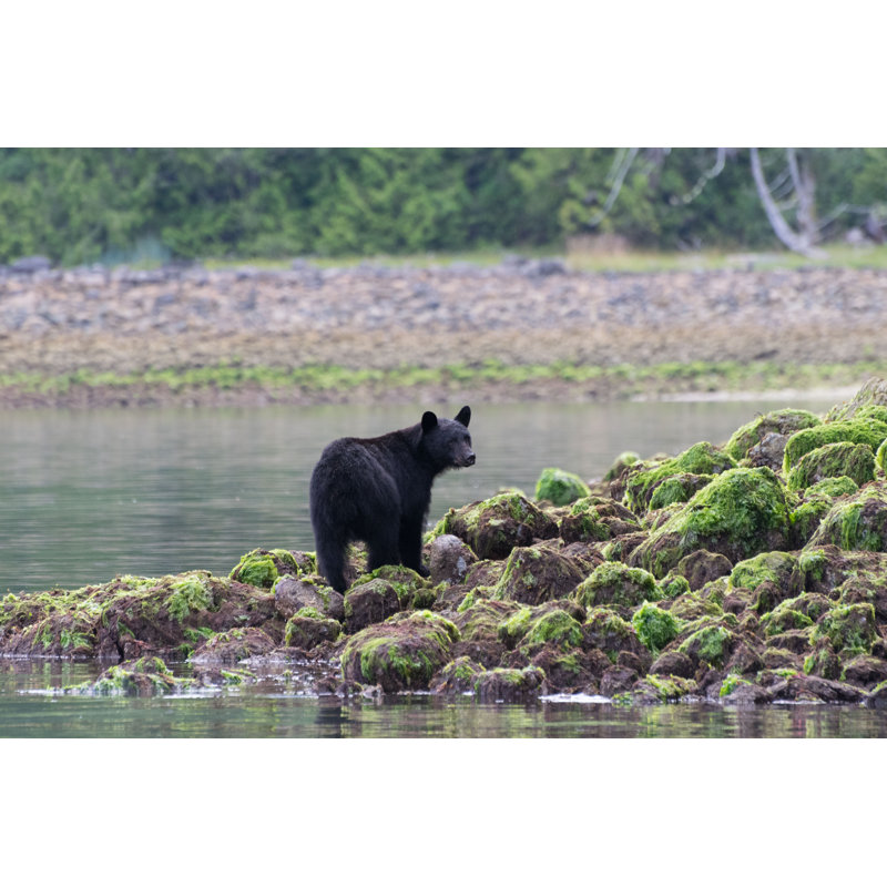 Black Bear Standing On Rocks by Psahota - Wrapped Canvas Print, 20.32cm H x 30.48cm W