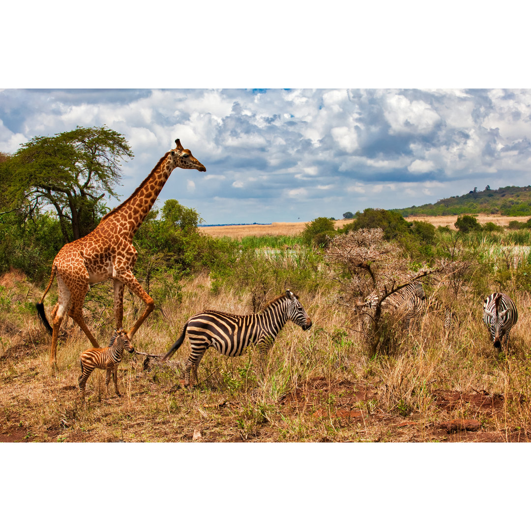 Mutter Zebra und ihr Baby - Kunstdrucke auf Leinwand - Wrapped Canvas