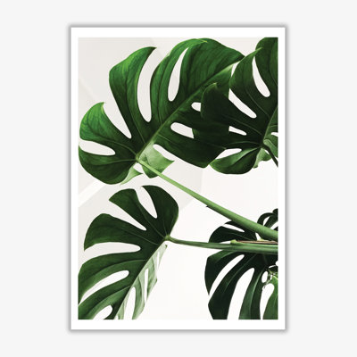 Monstera Leaf - Print