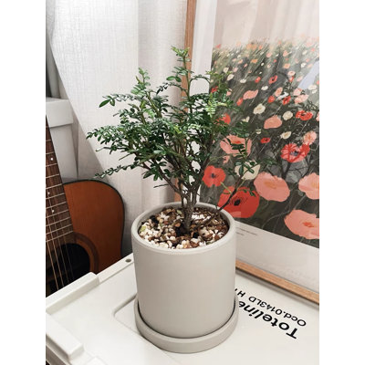 Ceramic Pot Planter