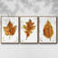 Autumn Leaf Study I - Ensemble de 3 reproductions de photos sur toile-97757421-97757424