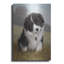 «Border Collie Puppy» par John Silver-1122714866