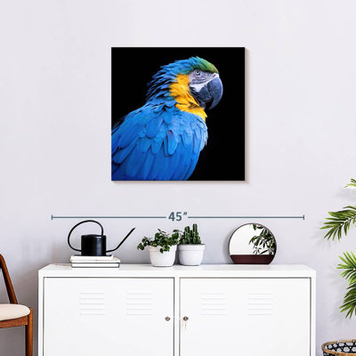 Brampt Neotropical Blue Macaw
