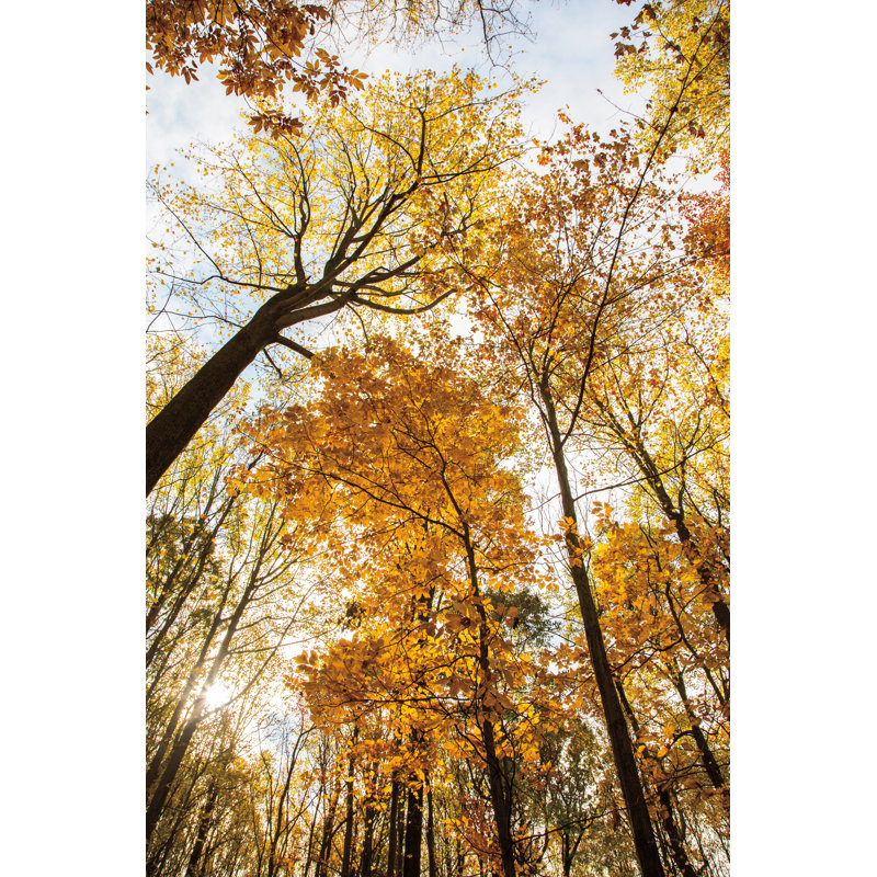 Towering Trees II - Wrapped Canvas Painting, 30cm H x 20cm W