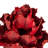 8" flower Red Queen Flower, 1 stem, Dried