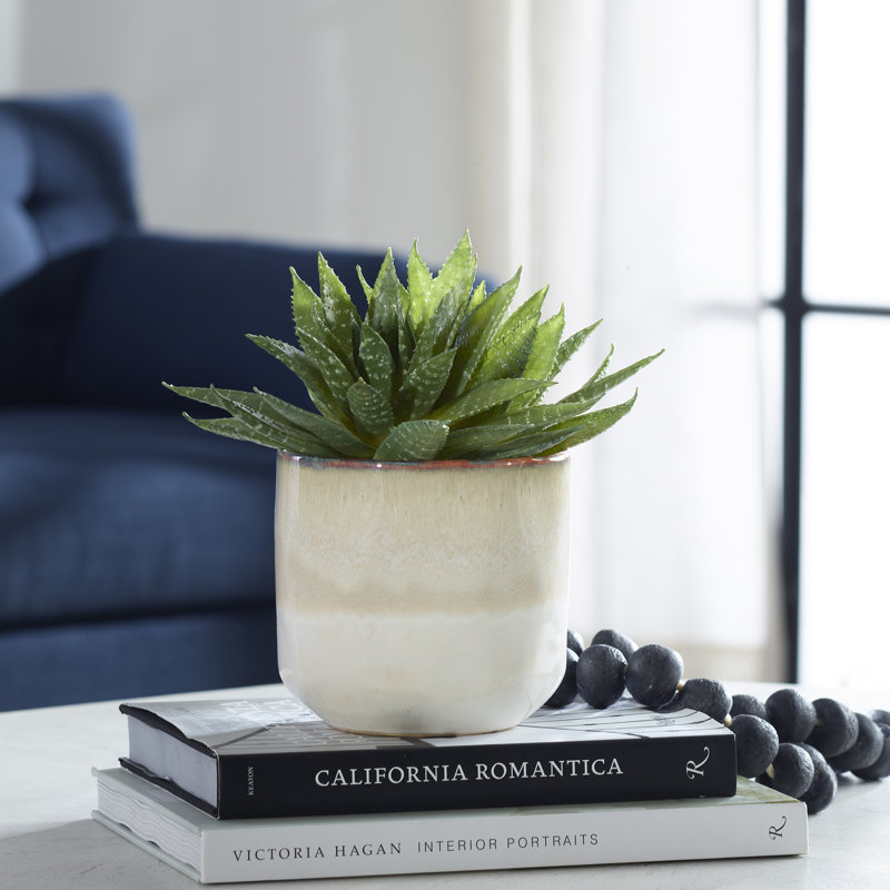 Plante de 10,5 po