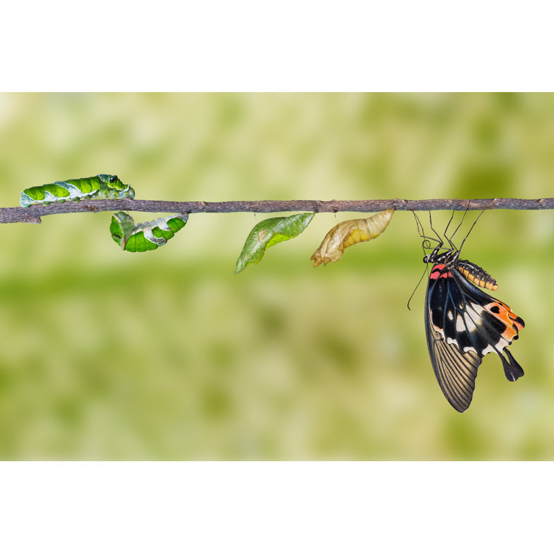 Life Cycle Of Great Mormon Butterfly by Mathisa_s - Wrapped Canvas Print, 30cm H x 46cm W