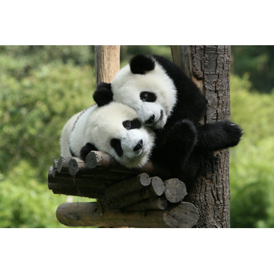 Panda par Zeleno - photographie sur toile tendue