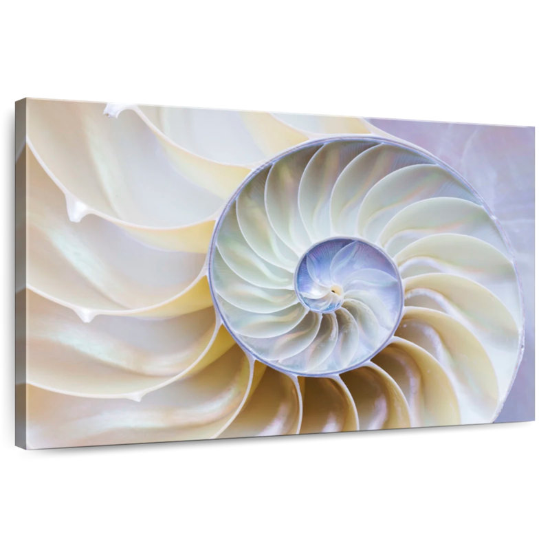 Empty Nautilus Shell, 32" H x 48" W