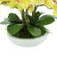Orchids Arranged in Fiberstone Planter-272626192