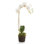 Phalaenopsis Orchids Flowers