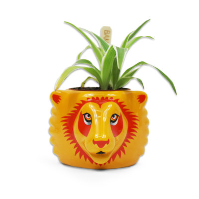 Ceramic Plant Pot