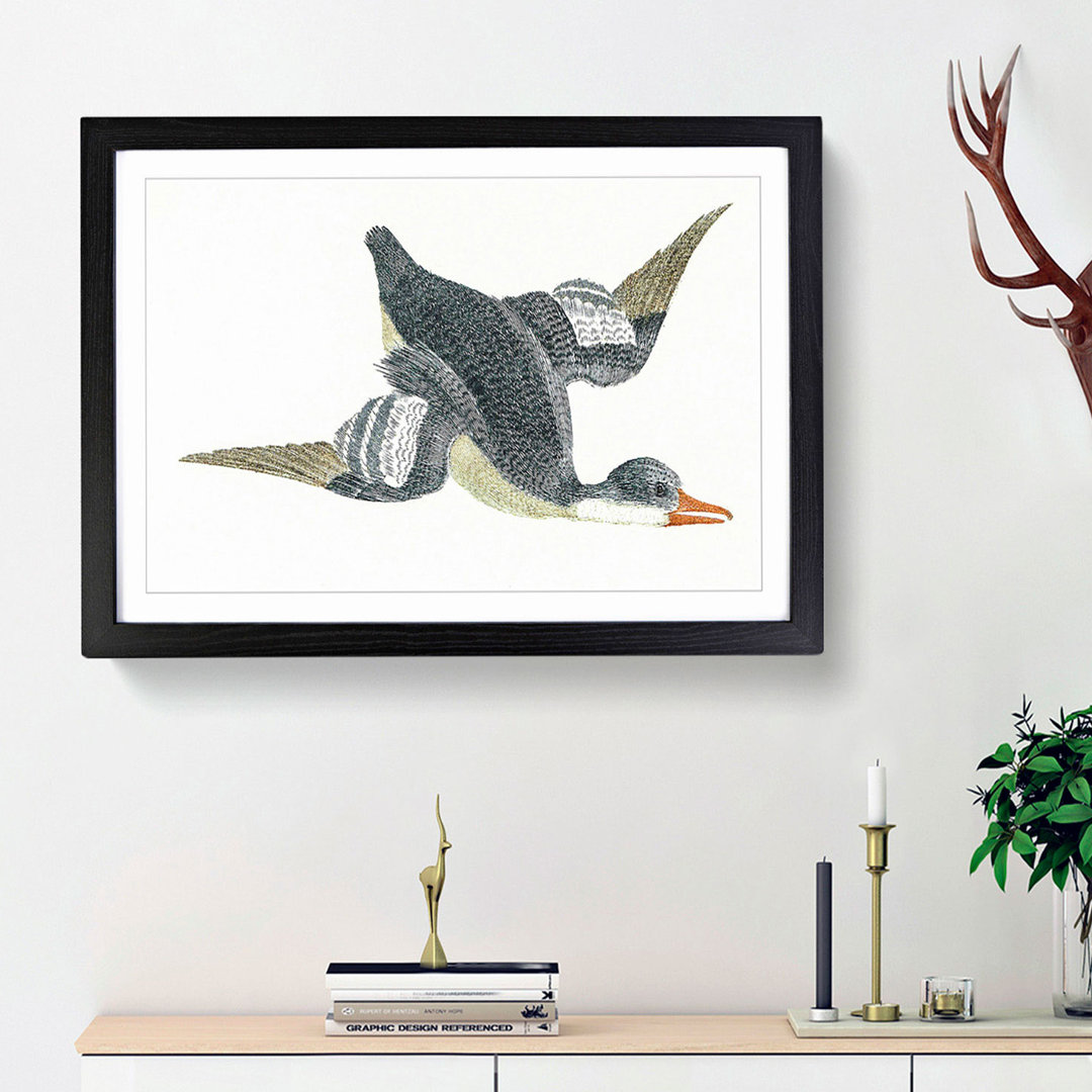 Duck in Flight by Johan Teyler - Framed Print