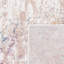 Tapis abstrait Camdyn Performance-1357609936