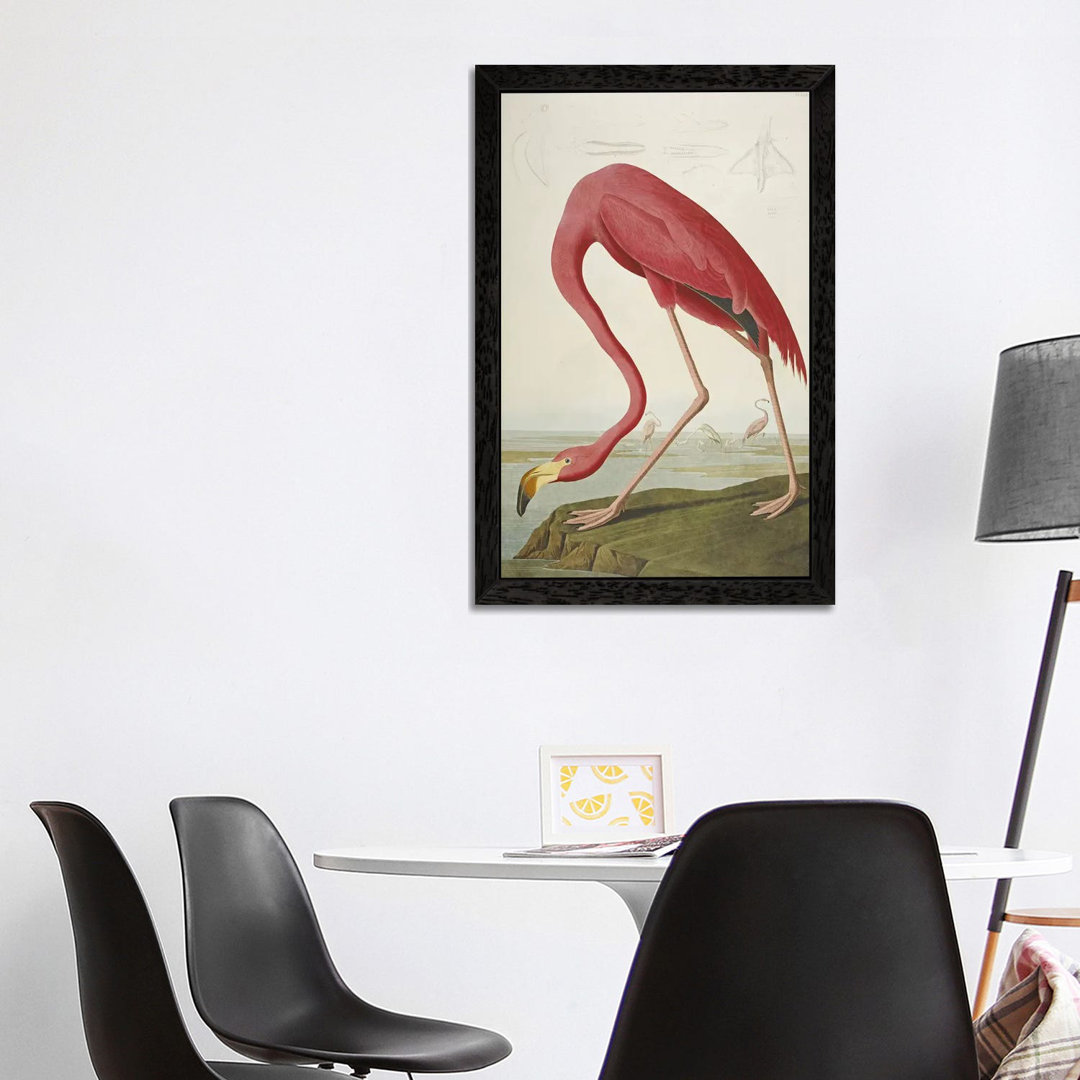 American Flamingo by John Audubon - Floater Frame Painting on Canvas