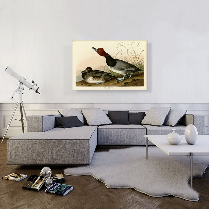 " Red-Headed Duck " by James Audubon Painting Print, 26" H x 40" W x 0.75" D