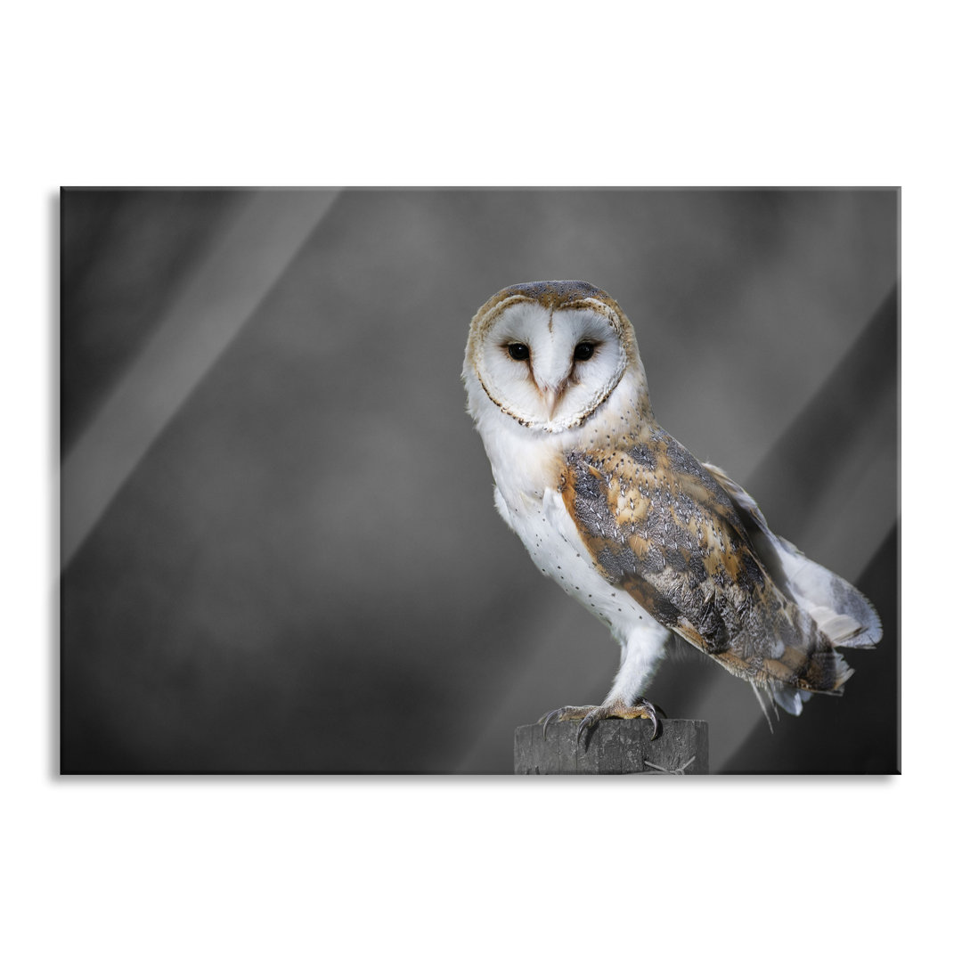 Glasbild Wonderful Barn Owl