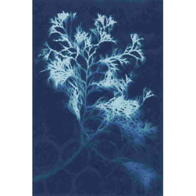 " Cyanotype No.4 " by Renée W. Stramel