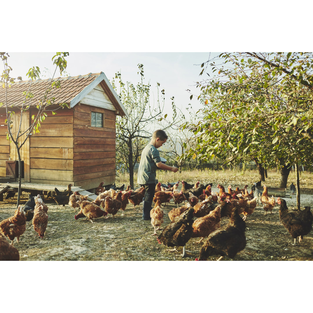 Freiland-Hühnerfarm von Vgajic - Druck auf Leinwand ohne Rahmen