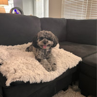 Calming Dog Bed Fluffy Plush Pet Sofa Couch Cover Pads Furniture Protector Mats Tucker Murphy Pet Size: Extra Small (24.4 W x 22.4 D x 5.9 H), Col