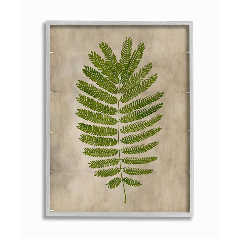 « plante parchemin green », impression, H 16 po x l 20 po, Estampe numérique Farmhouse